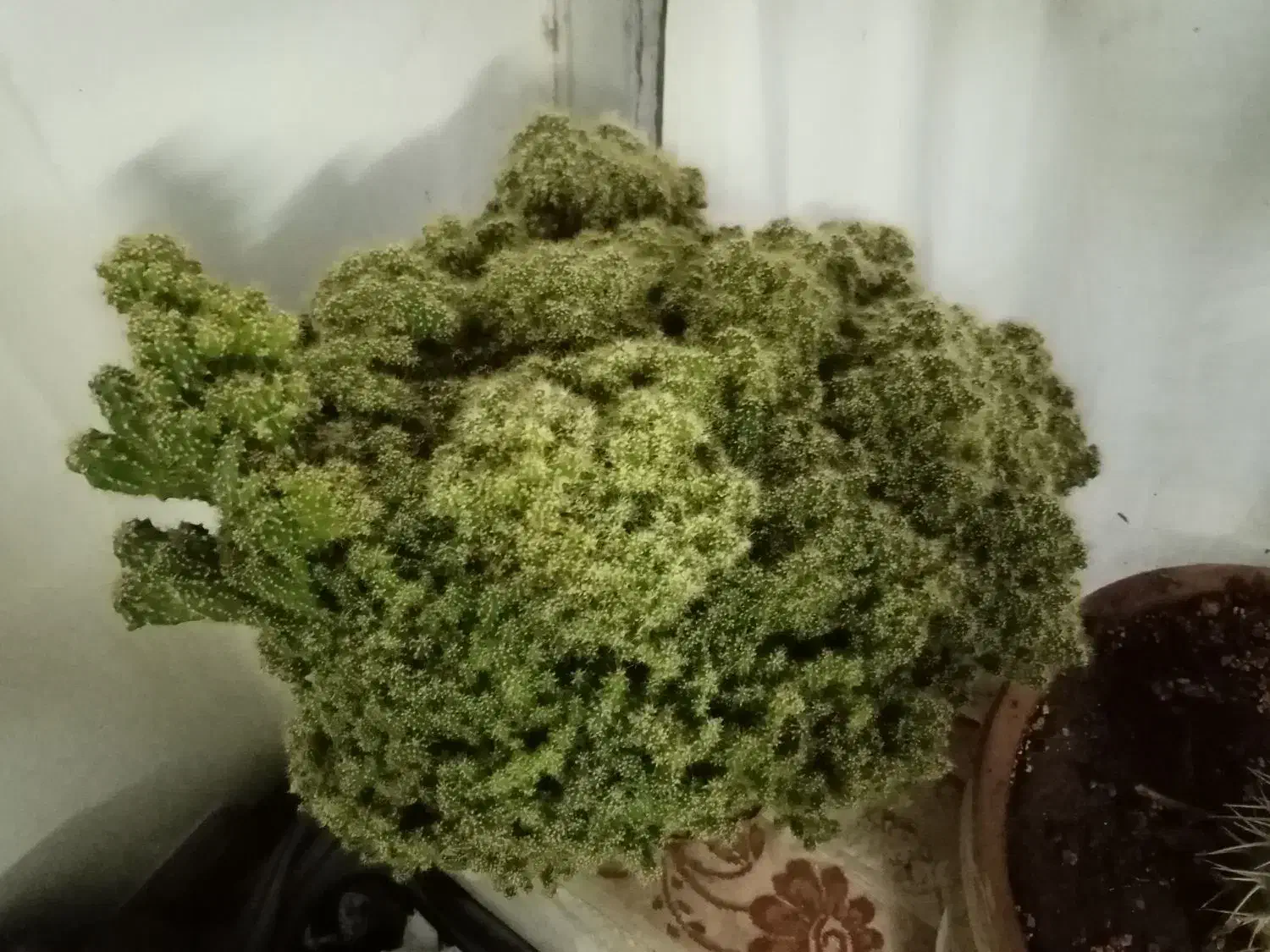 کاکتوس صخره ای|گل و گیاه طبیعی|خلیل آباد, |دیوار