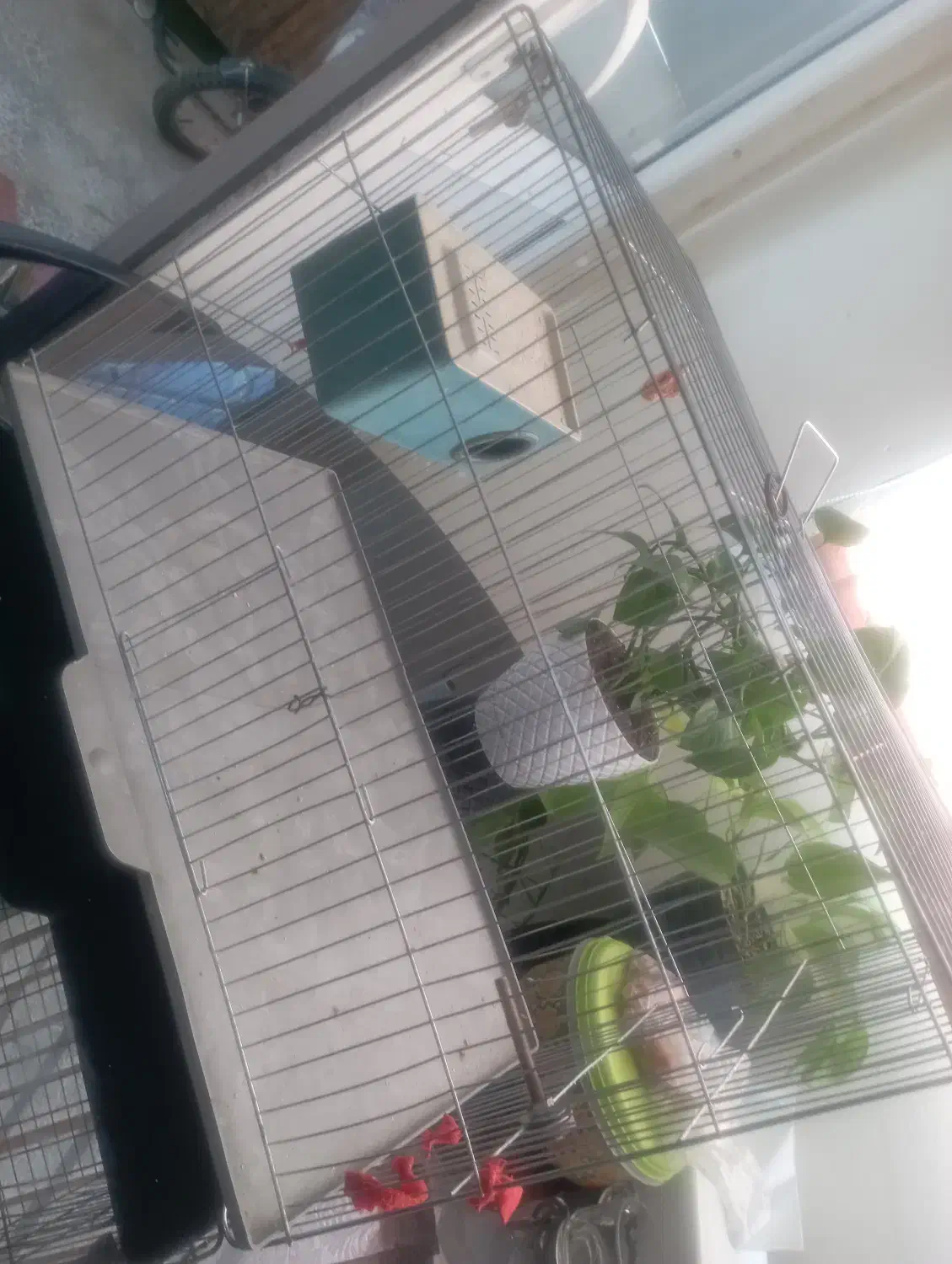 یک جفت مرغ عشق زیبا|پرنده|صدرا-فارس, فاز ۱|دیوار