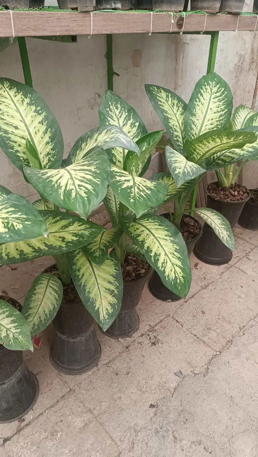 انواع گلهای آپارتمانی|گل و گیاه طبیعی|ابهر, |دیوار