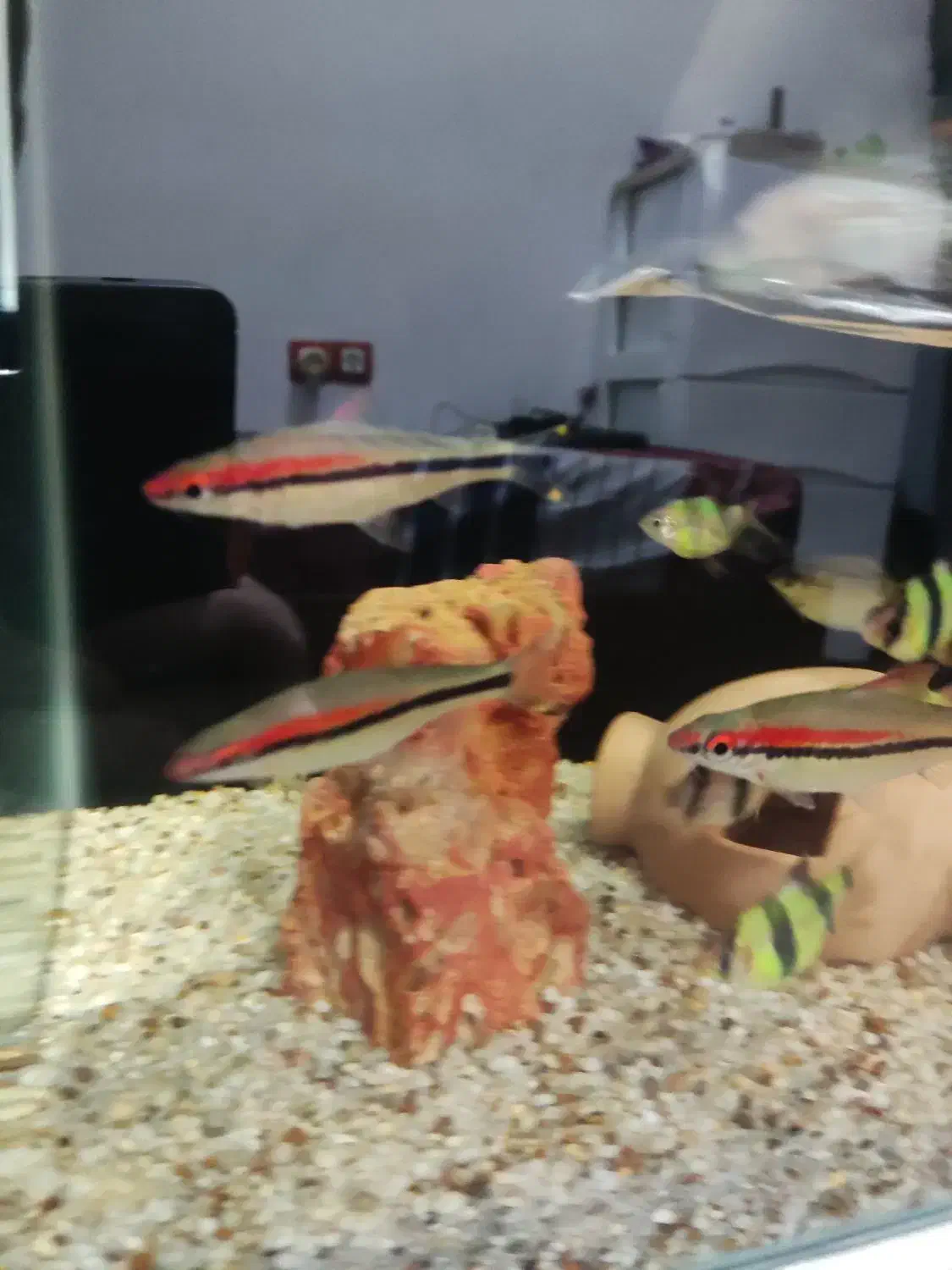 ماهی ردلاین|ماهی|آستانه اشرفیه, |دیوار