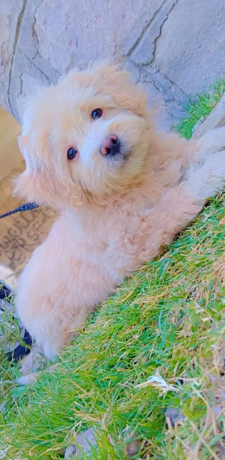 فروش سگ|سگ|کرمان, |دیوار