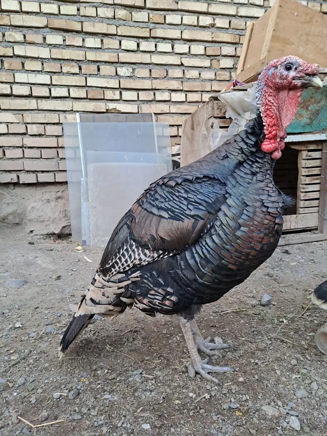 تخم بوقلمون برنز|حیوانات مزرعه|خوی, |دیوار