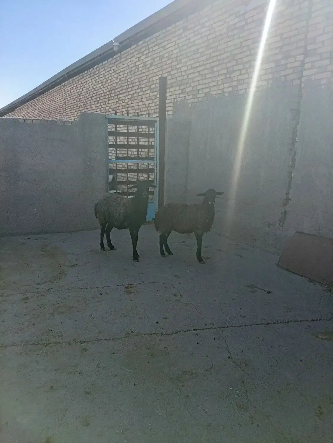 میش زاویه|حیوانات مزرعه|زاویه, |دیوار