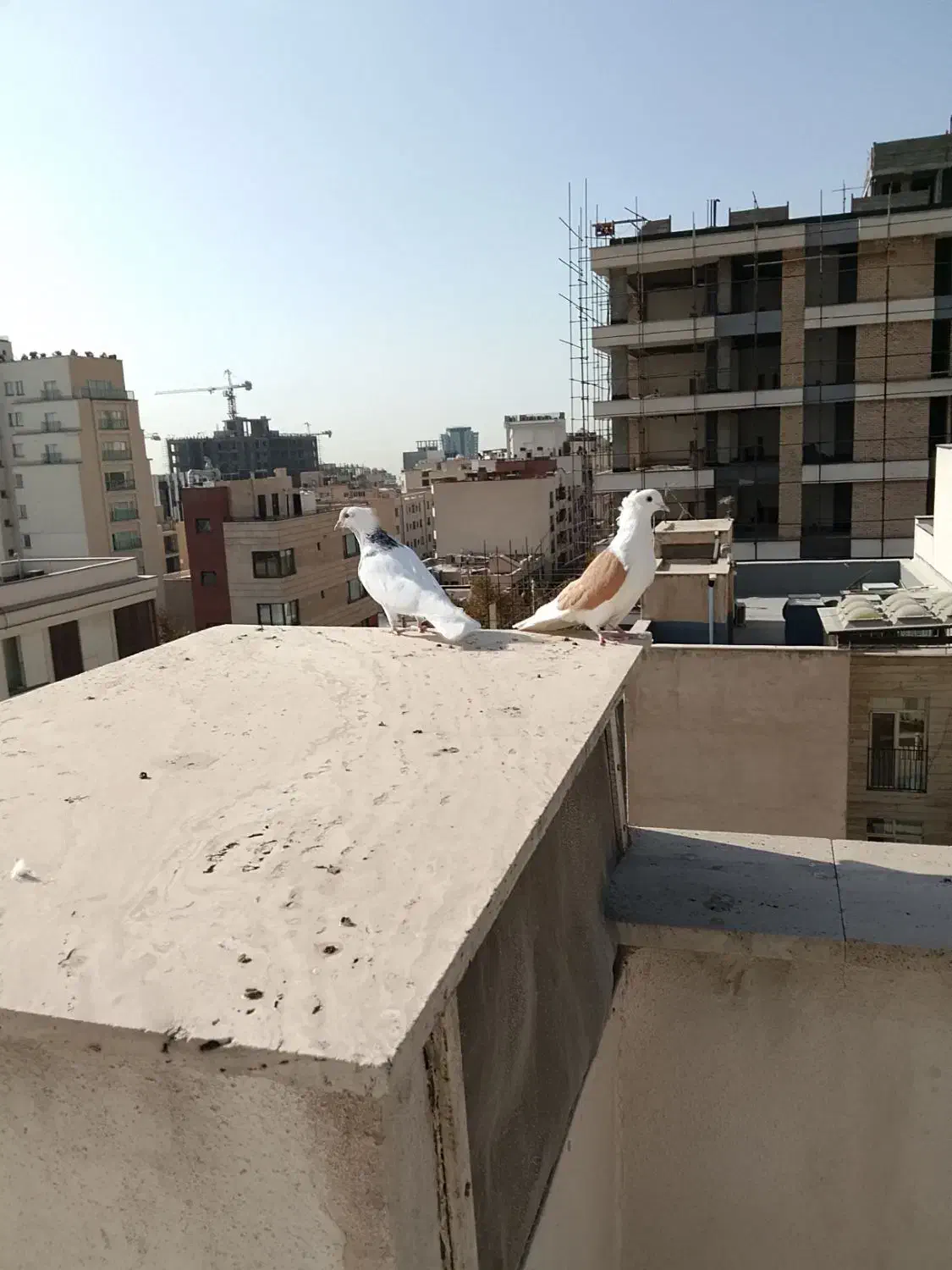 کفتر|پرنده|تهران, زعفرانیه|دیوار