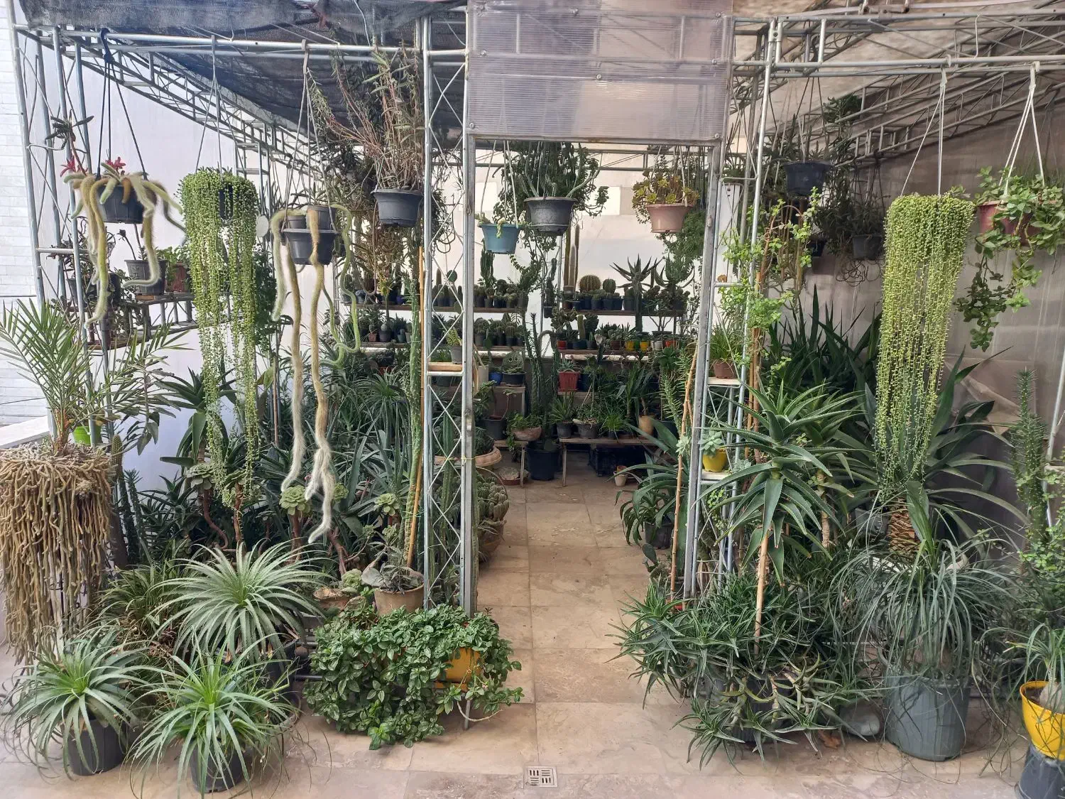 فروش کاکتوس و ساکولنت|گل و گیاه طبیعی|گرمدره, |دیوار