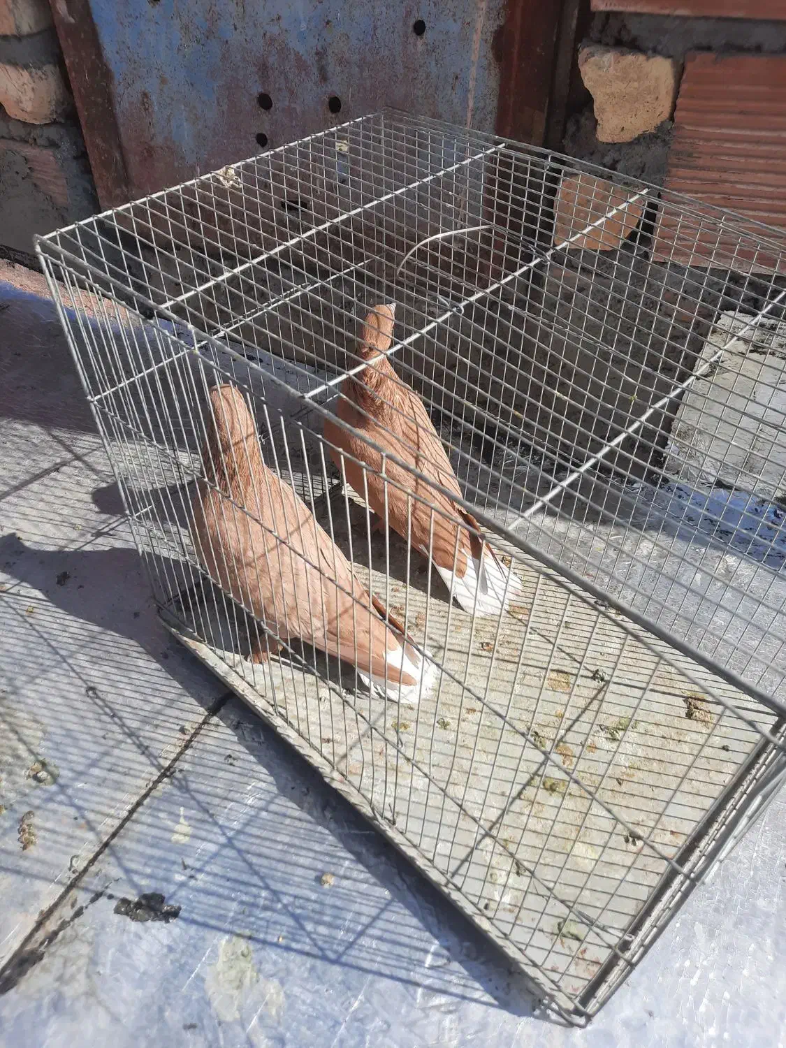 زرد دمسفید|پرنده|کرمان, |دیوار