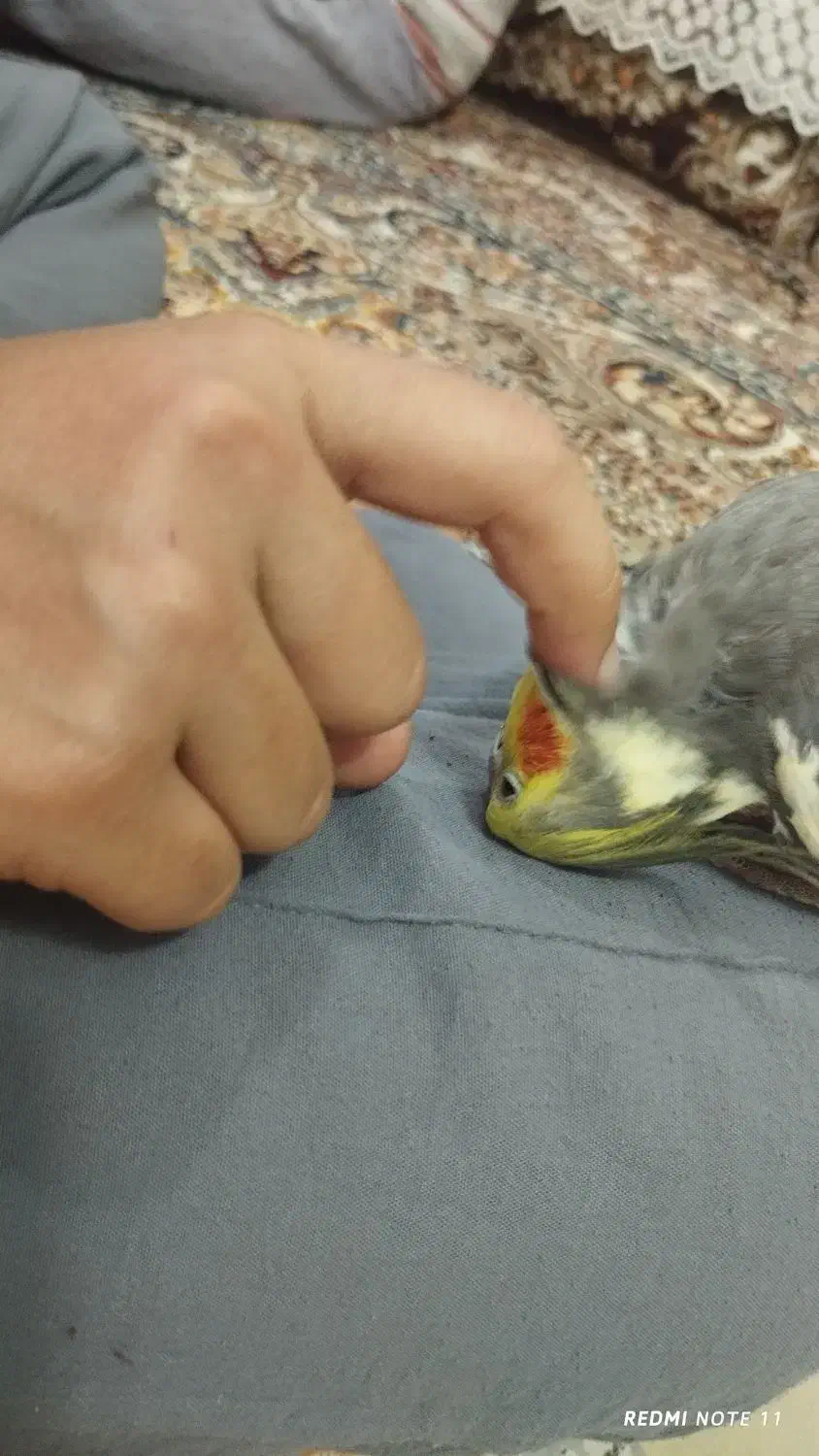 عروس هلندی|پرنده|تربت‌حیدریه, بالا ولایت|دیوار