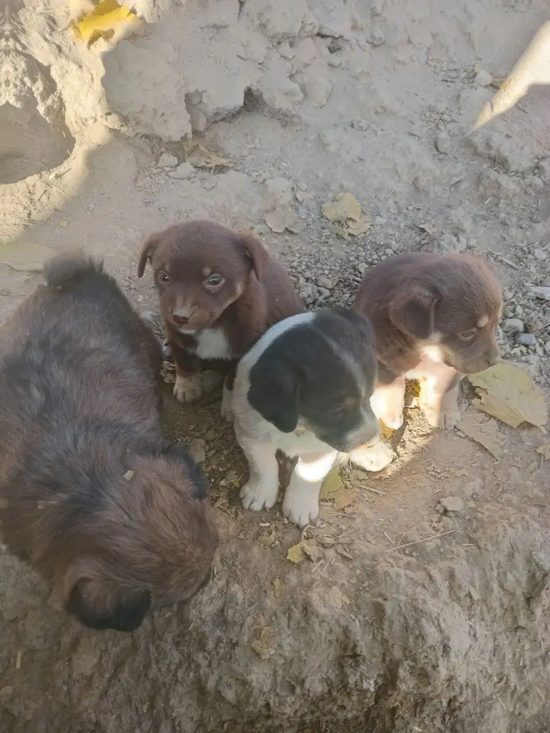 پاکوتاه|سگ|چناران, |دیوار