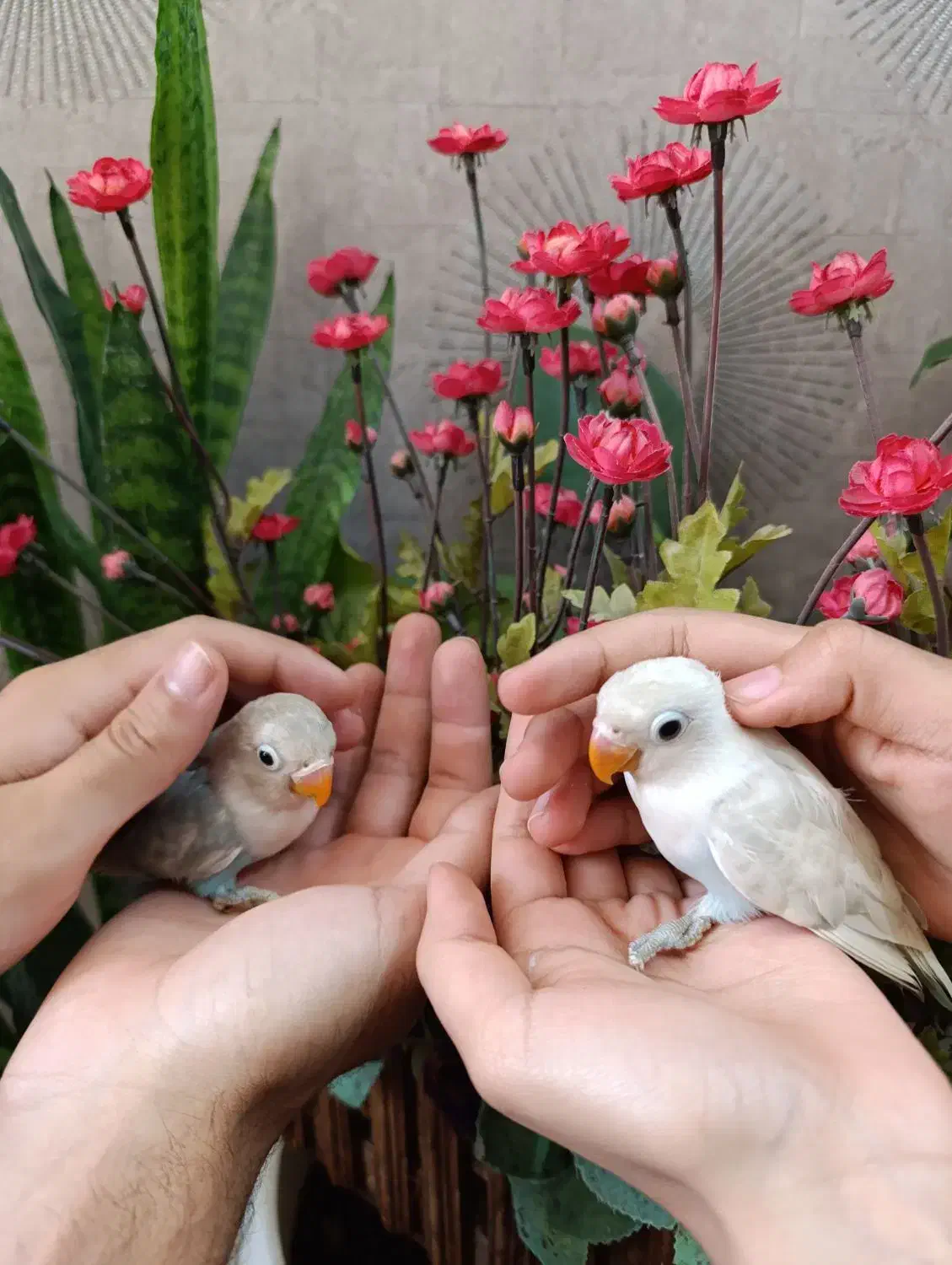 طوطی کوتوله برزیلی دستی جوجه بالغ|پرنده|بجنورد, |دیوار