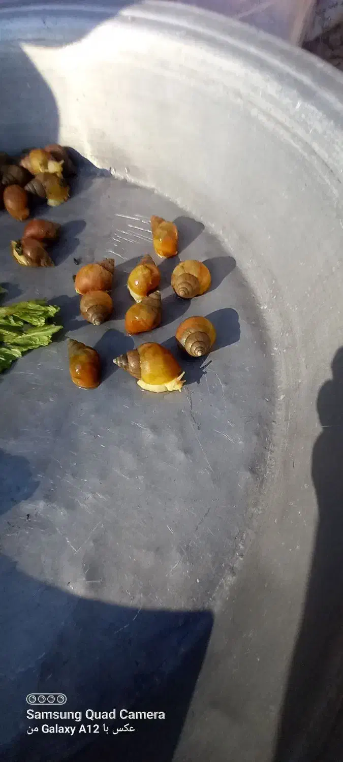 حلزون|خزنده|کرمان, |دیوار