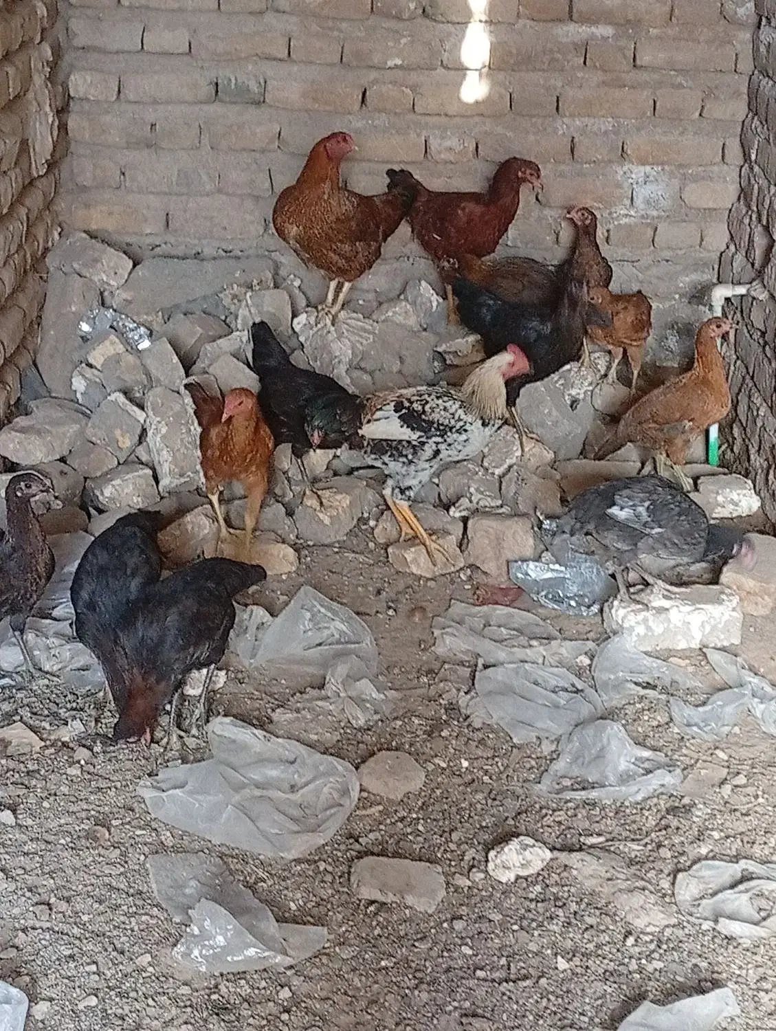 مرغ خروس جوجه محلی|حیوانات مزرعه|تربت جام, شاد|دیوار
