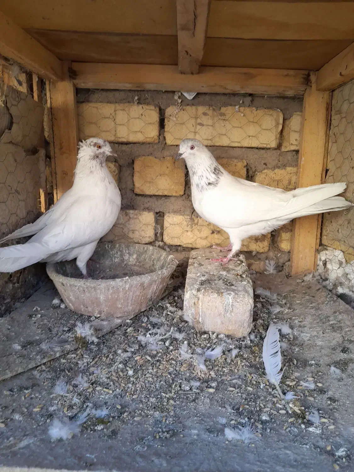 جفت کله دار ارسالی کبوتر|پرنده|کاشان, پشت شهربانی|دیوار