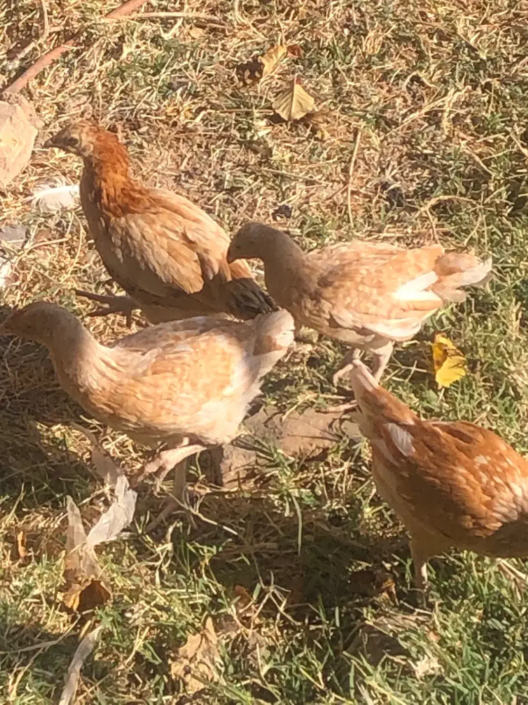 جوجه مرغ سرحال بشرط|حیوانات مزرعه|باخزر, |دیوار