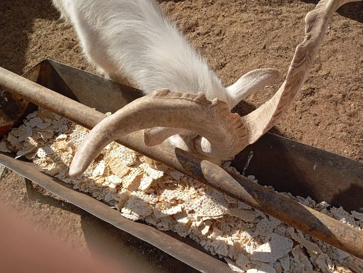 دوبر سانن و کهره سانن بذری|حیوانات مزرعه|خرامه, |دیوار