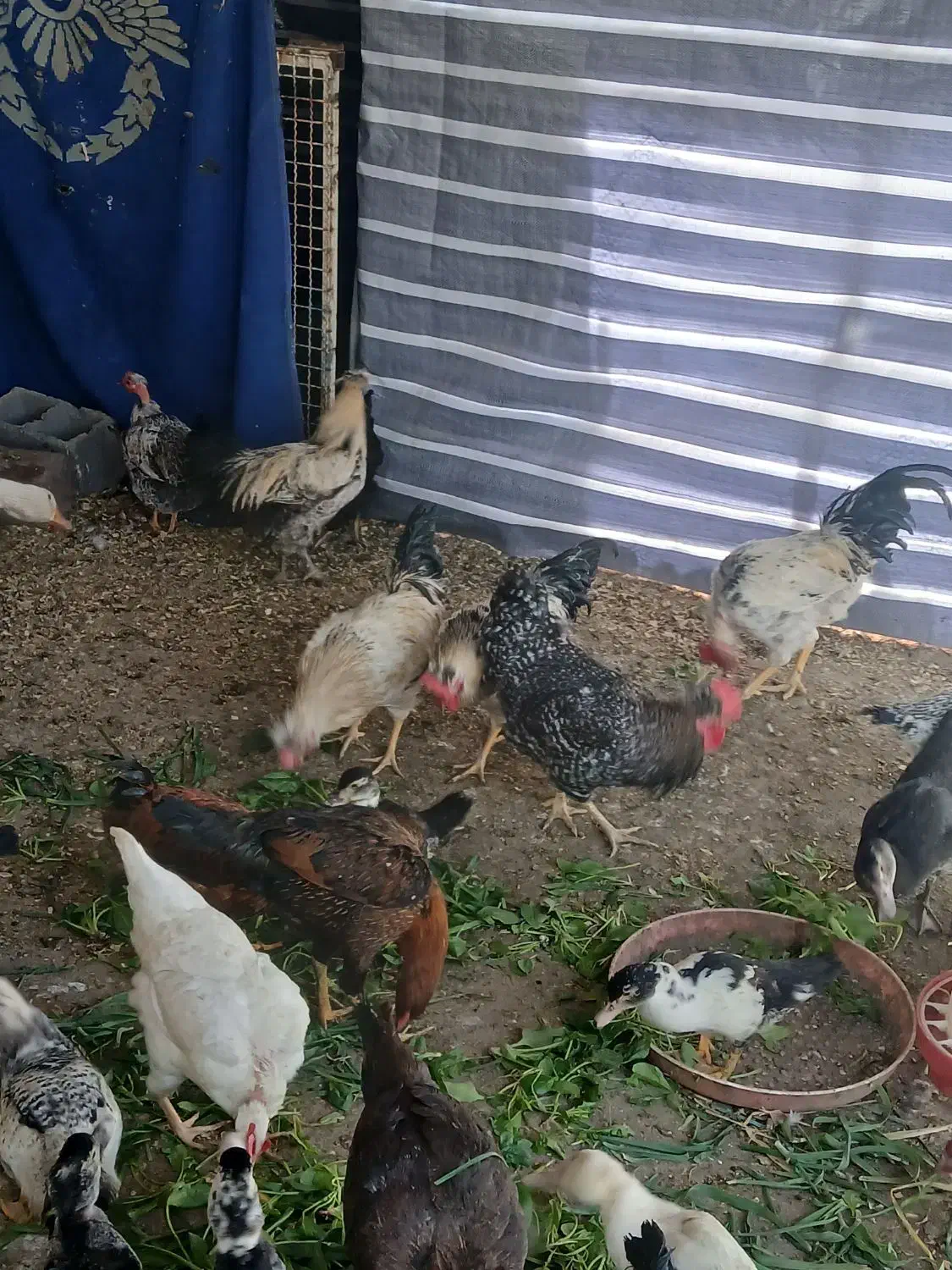 خروس محلی اصیل  مرغ لاری نژاد افغان|حیوانات مزرعه|محمدشهر, محمدشهر|دیوار