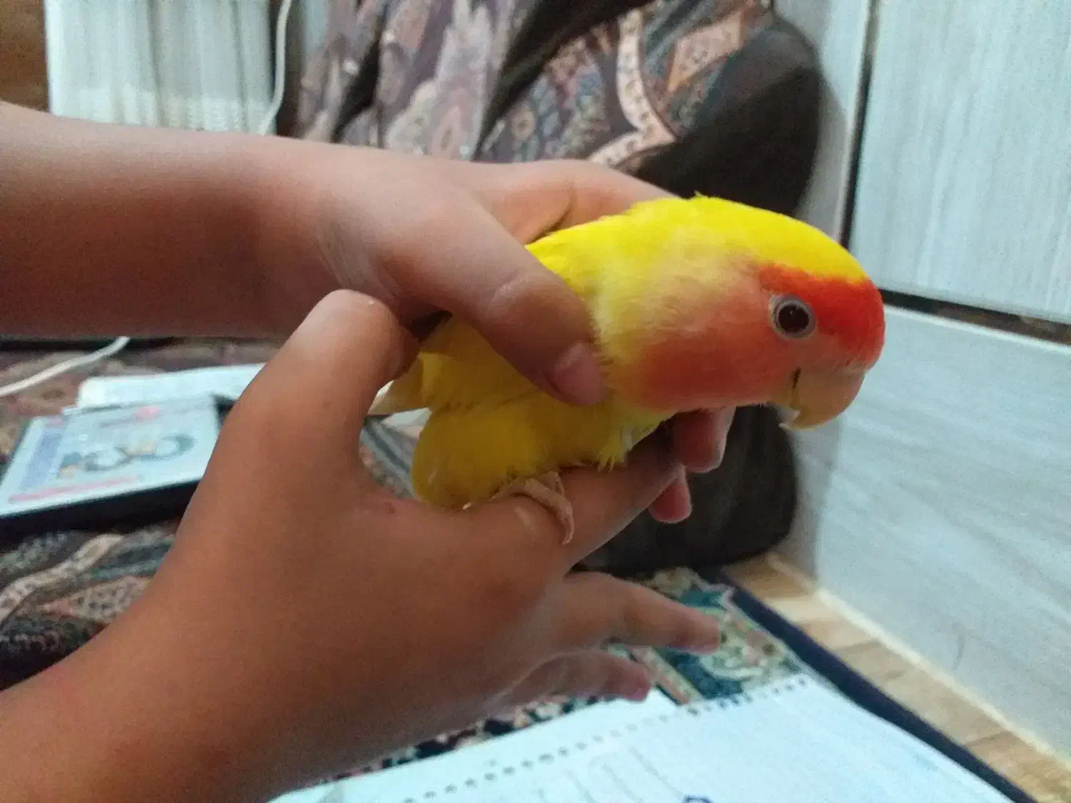 کوتوله صورت هلویی دستی|پرنده|زاهدان, |دیوار