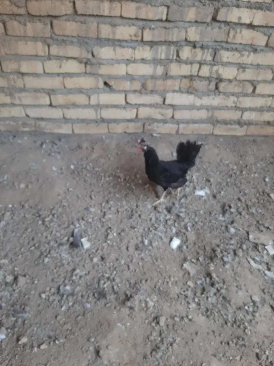 مرغ رسمی سیاه مشکی محلی|حیوانات مزرعه|قم, نیروگاه|دیوار