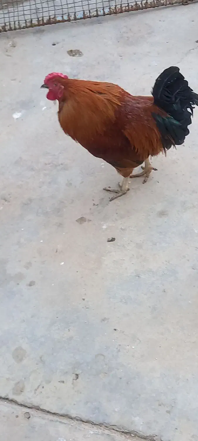 خروس|حیوانات مزرعه|مسجد سلیمان, |دیوار