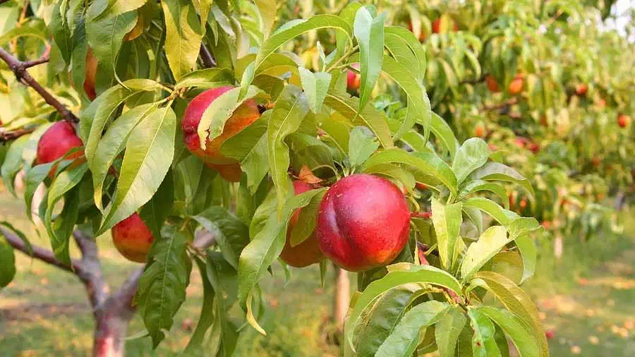 باغ سرپا آماده محصول|فروش زمین و ملک کلنگی|خان ببین, |دیوار