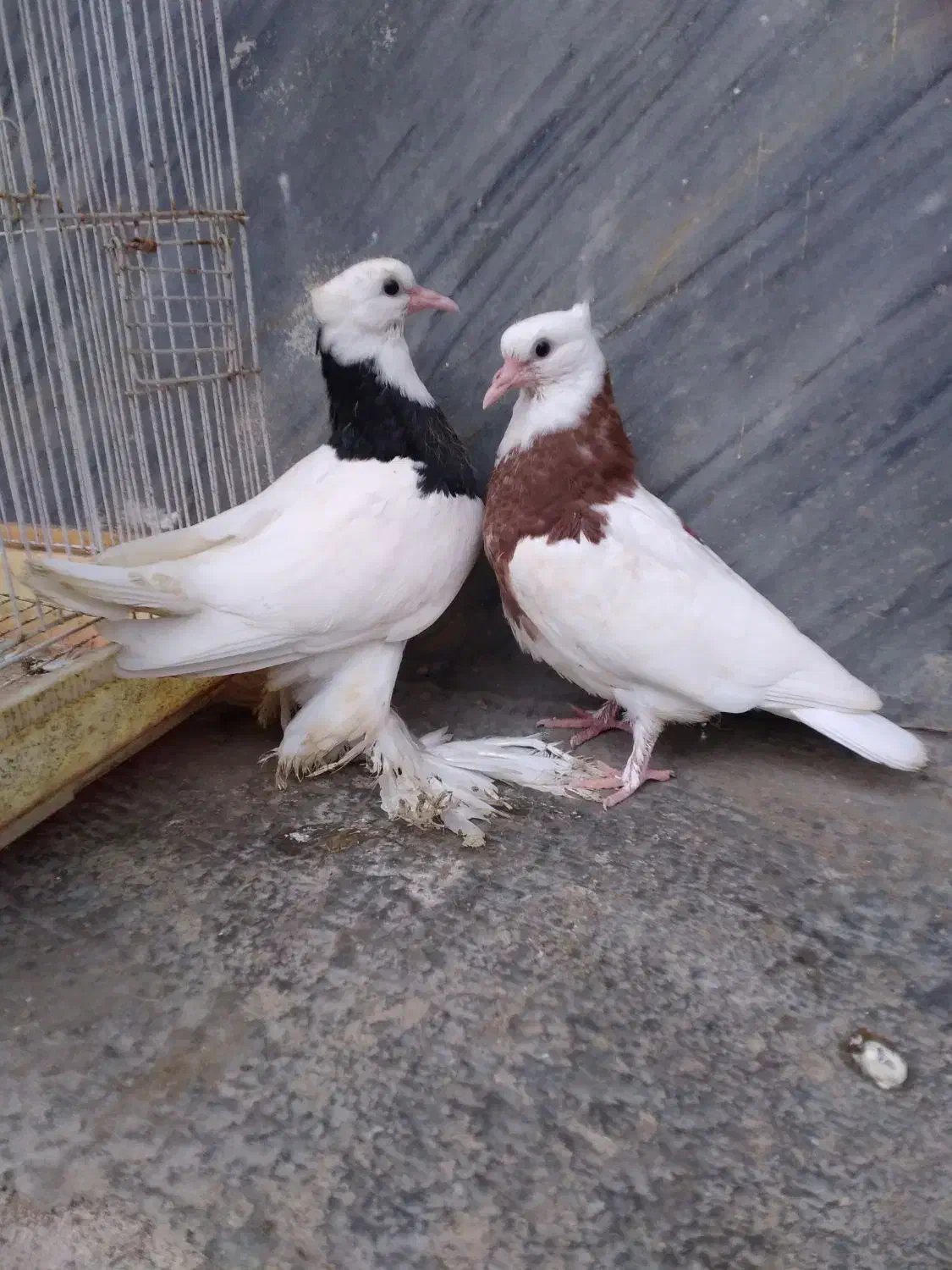 کبوتر طوقی جوجه فروشی|پرنده|بابل, |دیوار