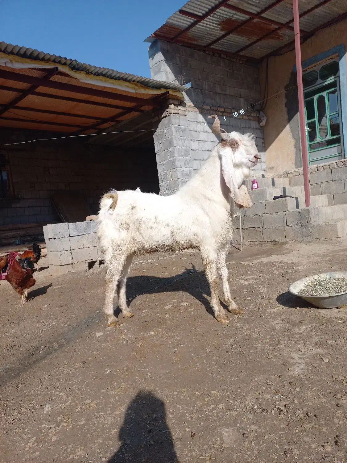 بز  نر|حیوانات مزرعه|کرمانشاه, |دیوار