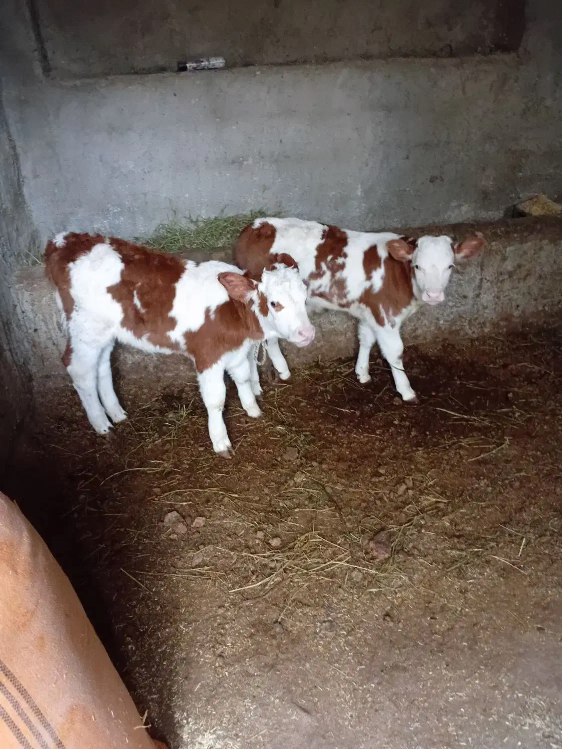 گوساله نر وماده|حیوانات مزرعه|انزل, |دیوار