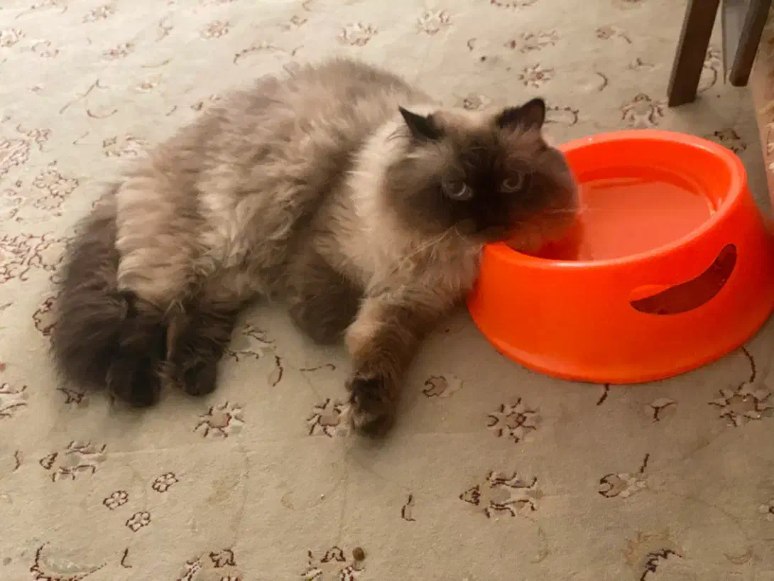 گربه|گربه|اهواز, آریاشهر|دیوار