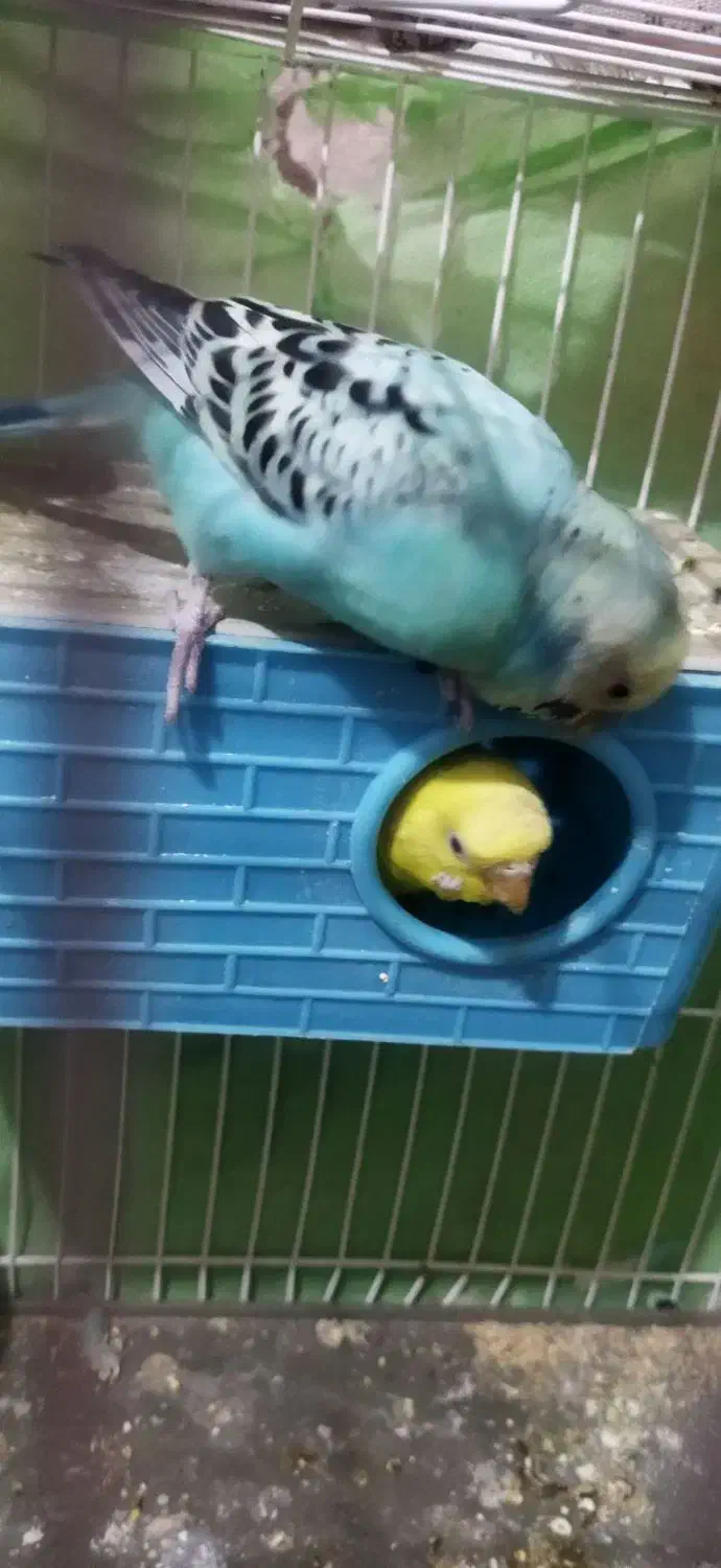 مرغ عشق|پرنده|گلبهار, شهر جدید گلبهار|دیوار