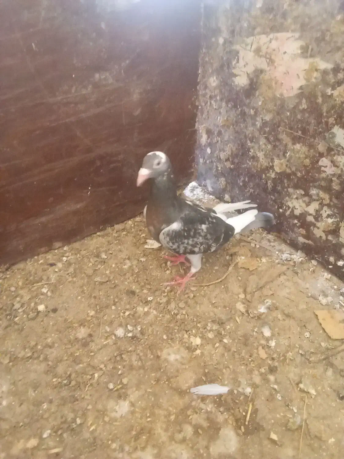 کبوتر|پرنده|گنبد کاووس, |دیوار