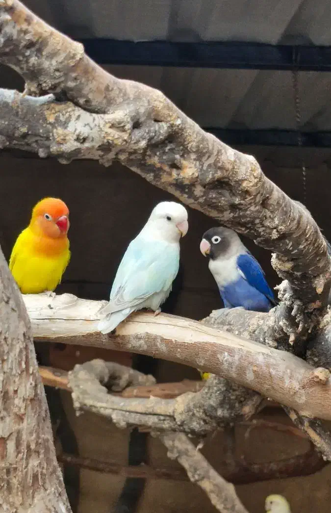 گرینچیک کوتوله برزیلی|پرنده|میناب, |دیوار