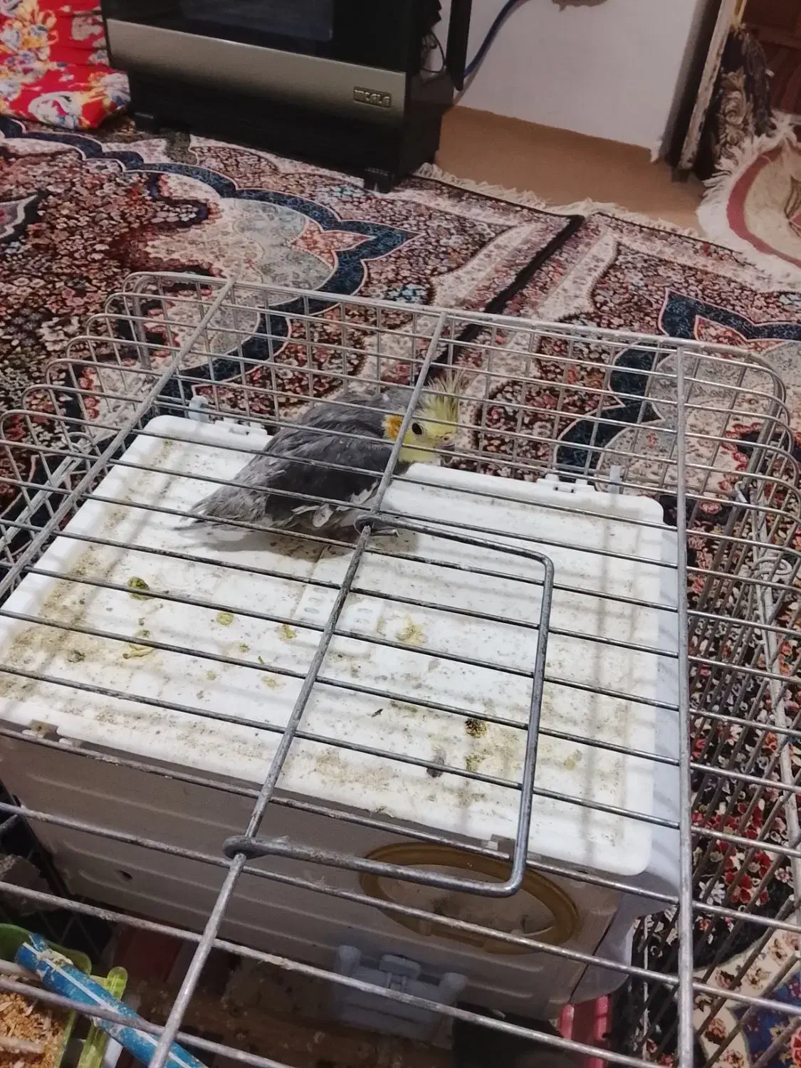 یک جفت عروس هلندی|پرنده|خلخال, |دیوار