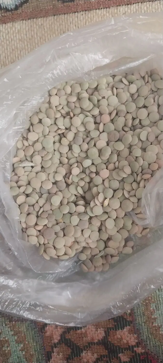 عدس|خوردنی و آشامیدنی|تبریز, |دیوار