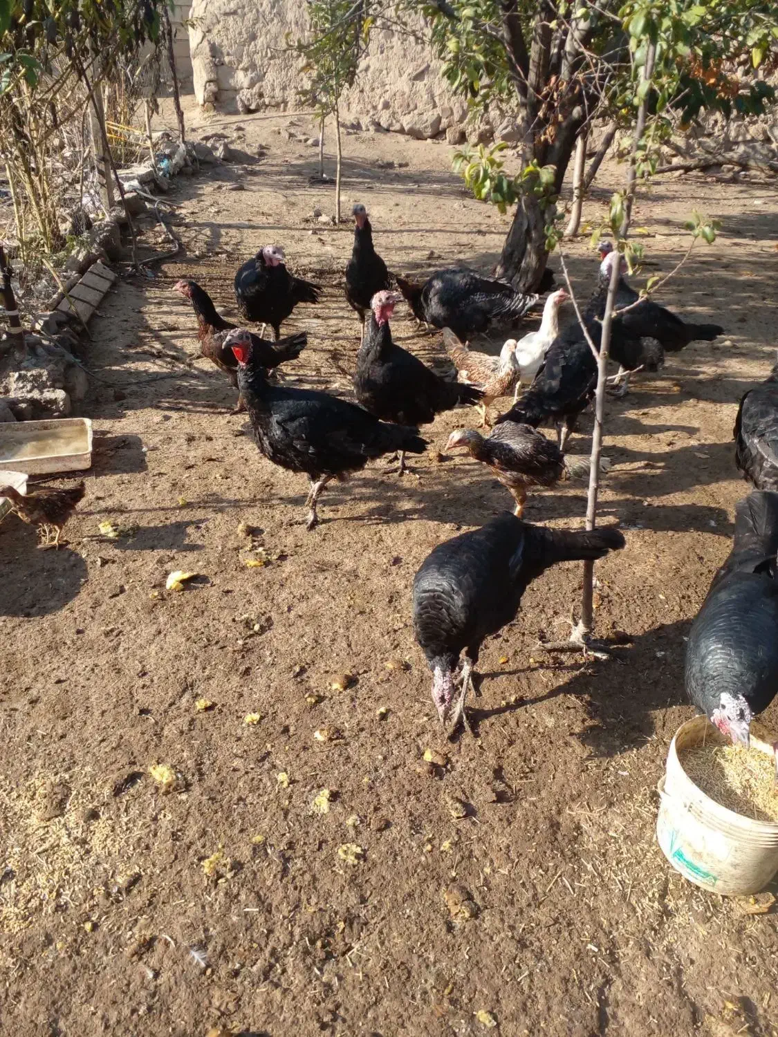 بوقلمون|حیوانات مزرعه|اردبیل, |دیوار