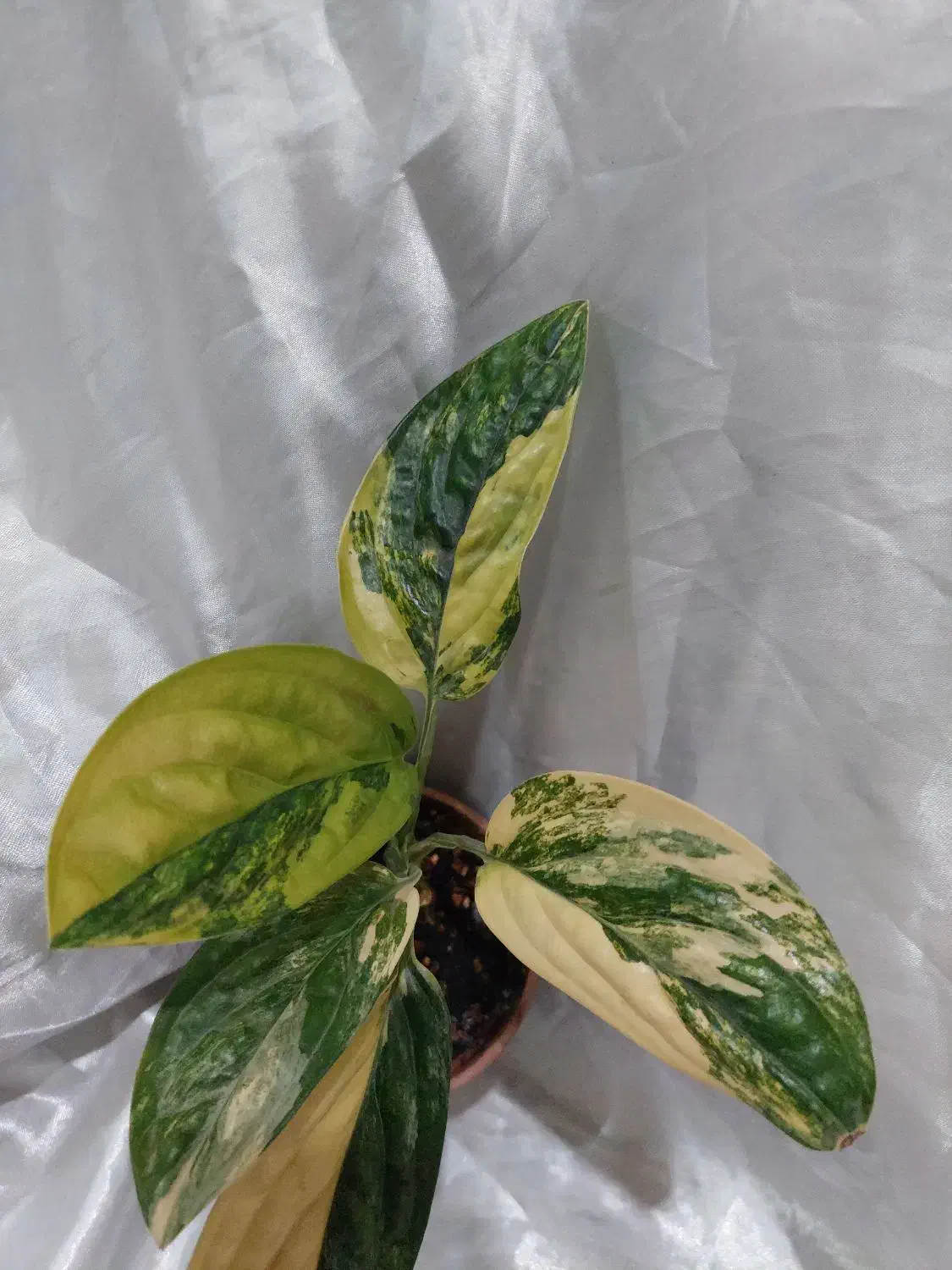 گل های خاص|گل و گیاه طبیعی|نیشابور, دارایی|دیوار