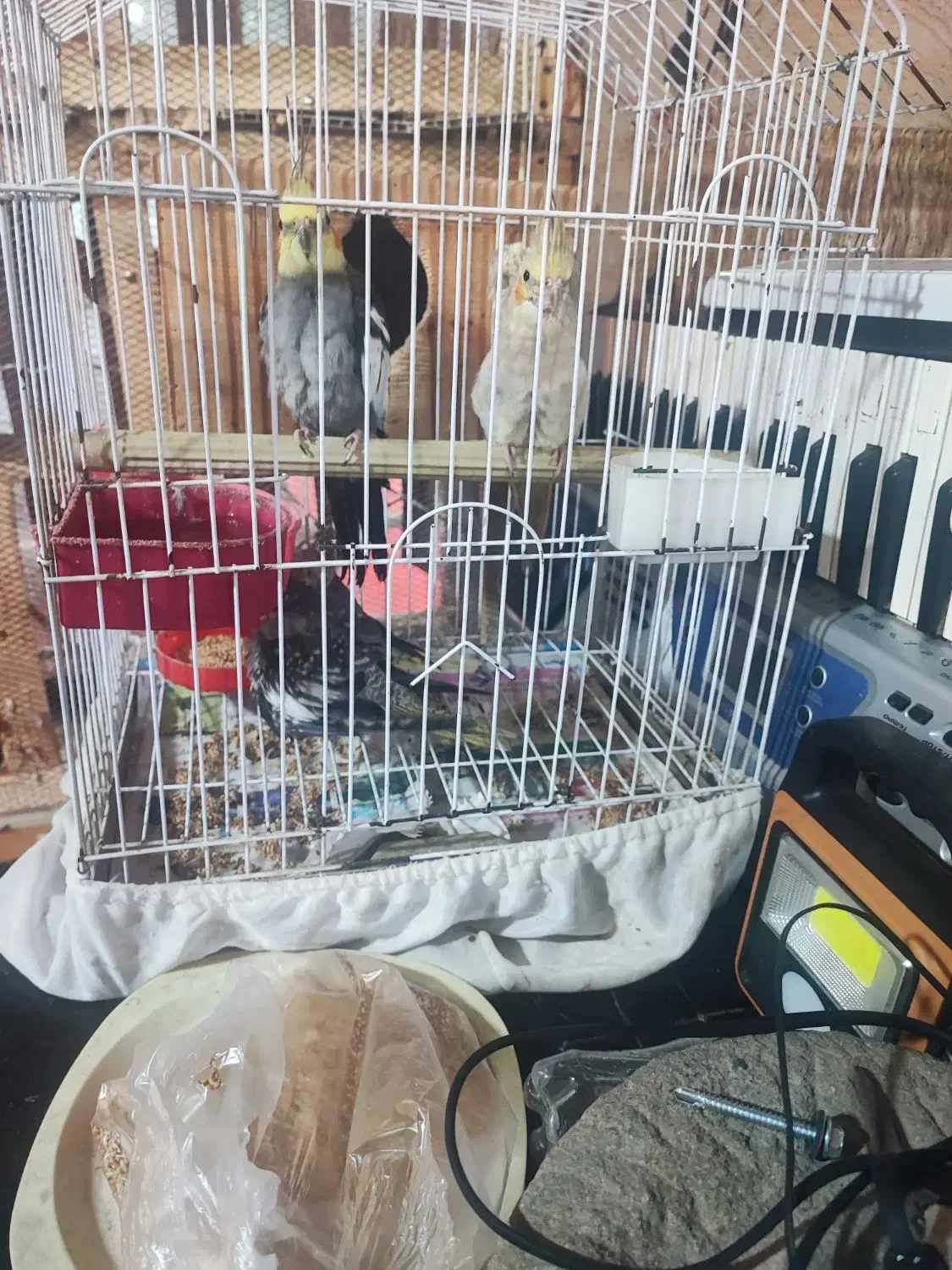 عروس هلندی|پرنده|کیاشهر, |دیوار