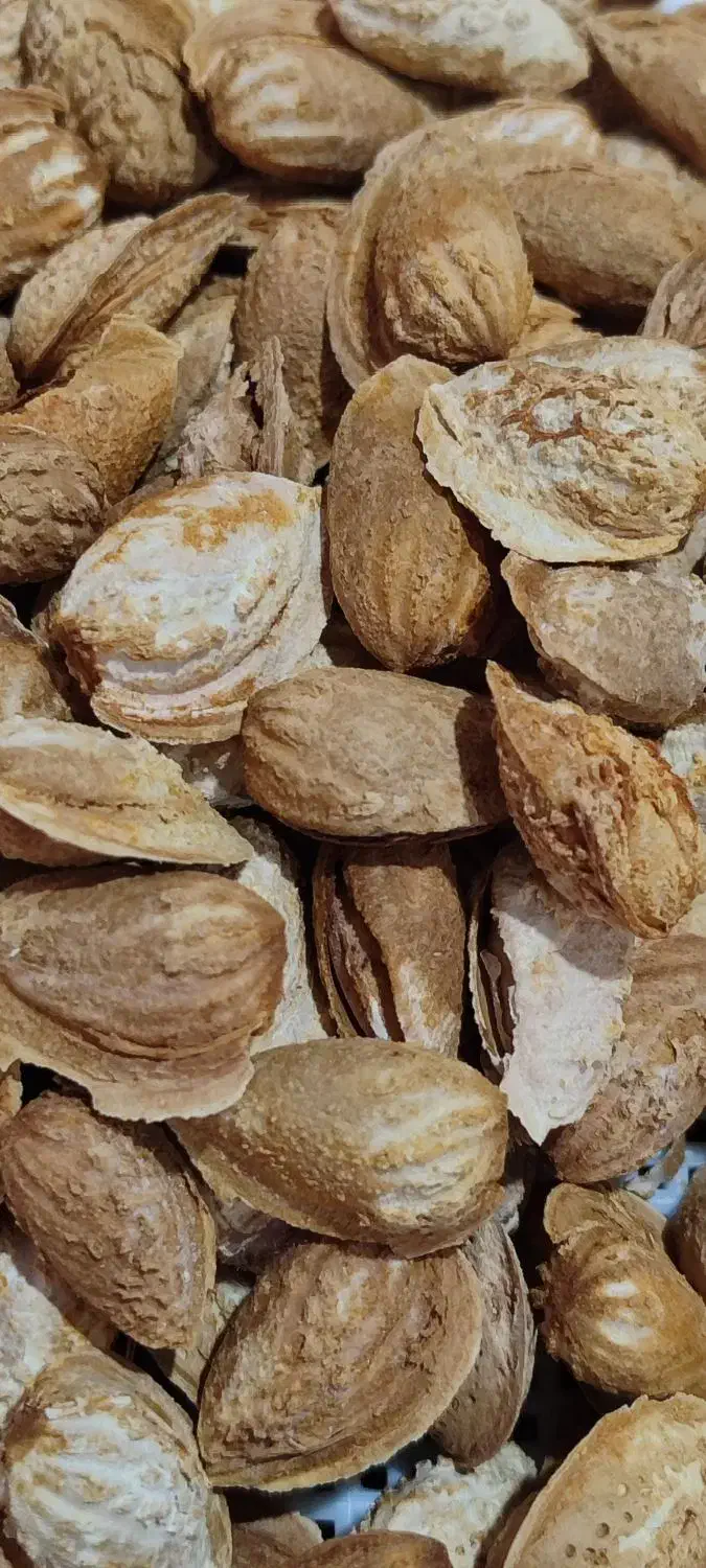 بادام کاغذی اعلا  اذر دیرگل|خوردنی و آشامیدنی|انزل, |دیوار