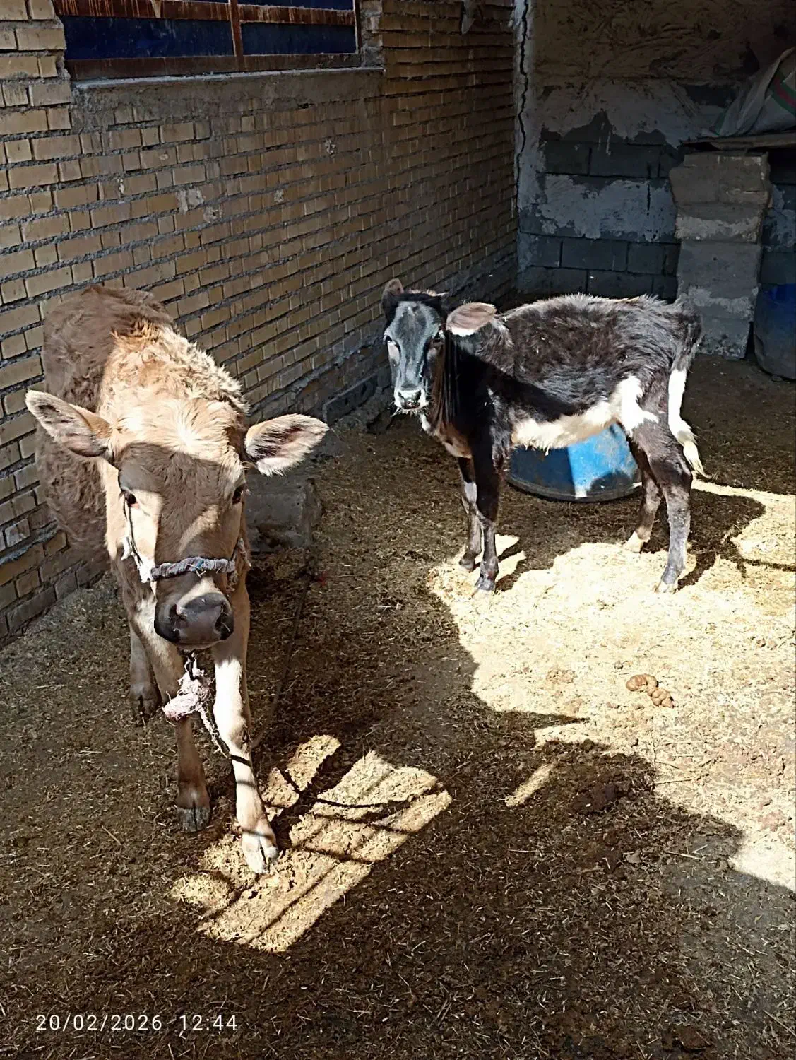 ماده|حیوانات مزرعه|شادگان, |دیوار