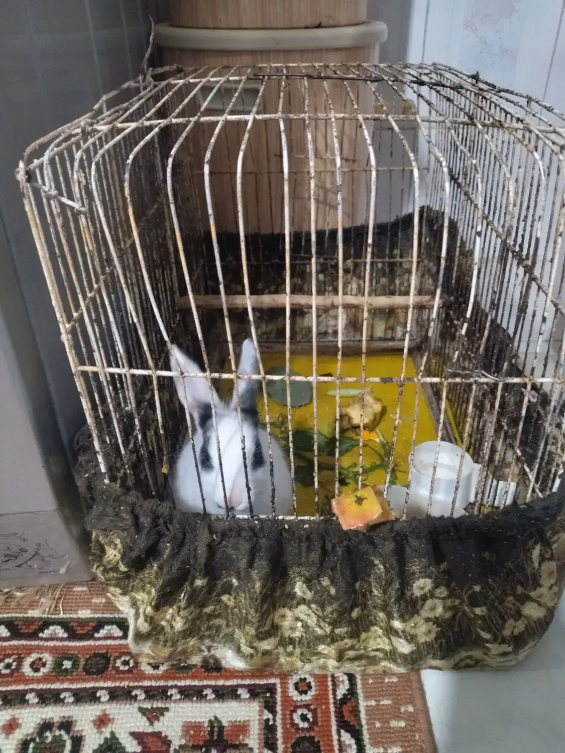 خرگوش باقفسش|موش و خرگوش|سبزوار, شهرک جهاد|دیوار