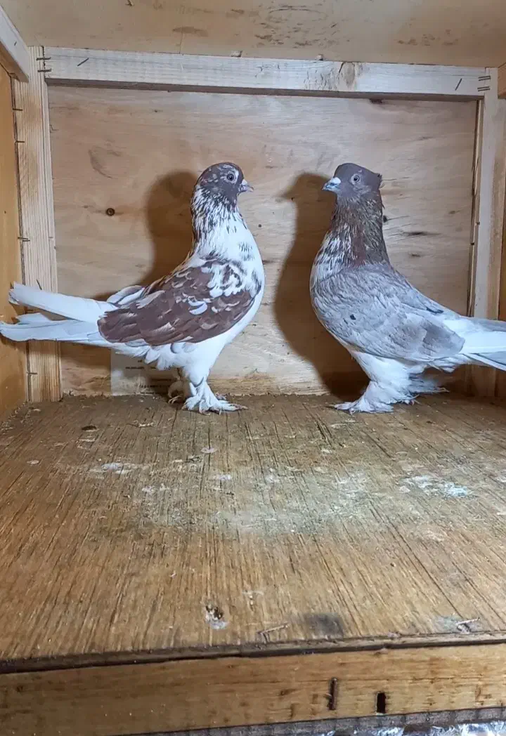 کبوتر|پرنده|اسلامشهر, شهرک احمدیه|دیوار