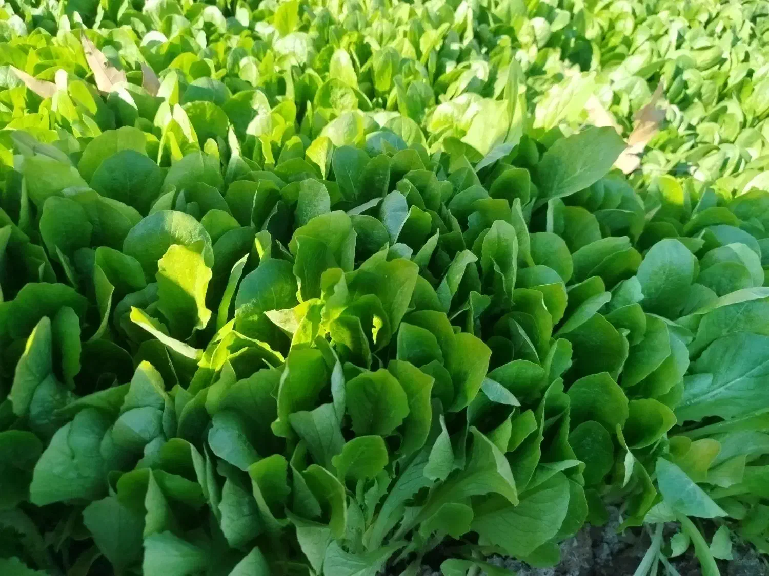 نشا کاهو رسمی|خدمات باغبانی و درختکاری|پیشوا, |دیوار