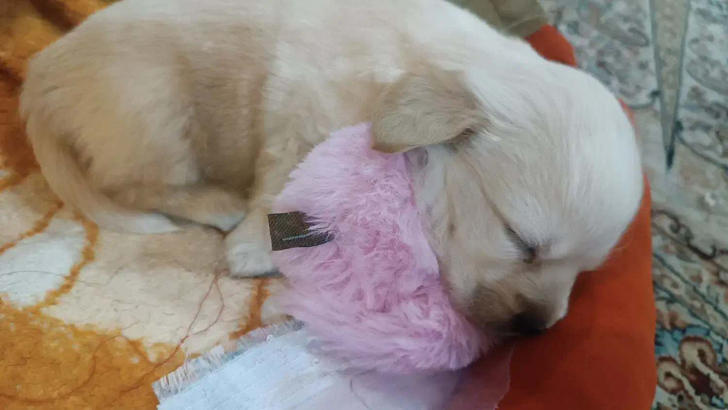 سگ پاکوتاه پامر|سگ|تهران, شهرک نفت|دیوار