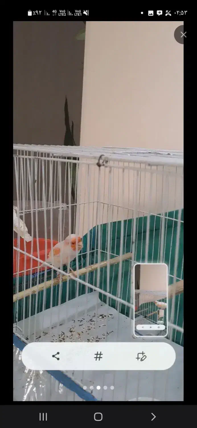 قناری نر مست شلاقی عروسک|پرنده|کرمان, |دیوار