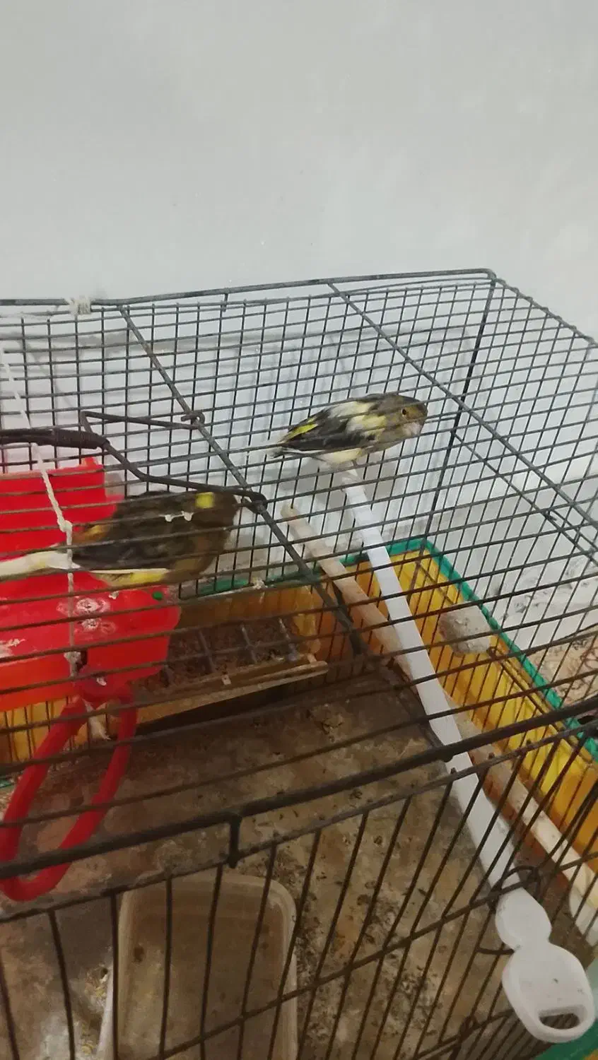 پرنده|پرنده|کوهدشت, |دیوار