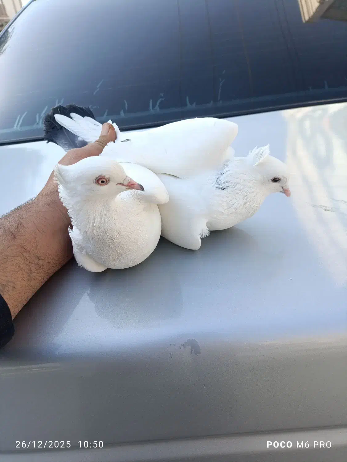 پرنده|پرنده|رامهرمز, |دیوار