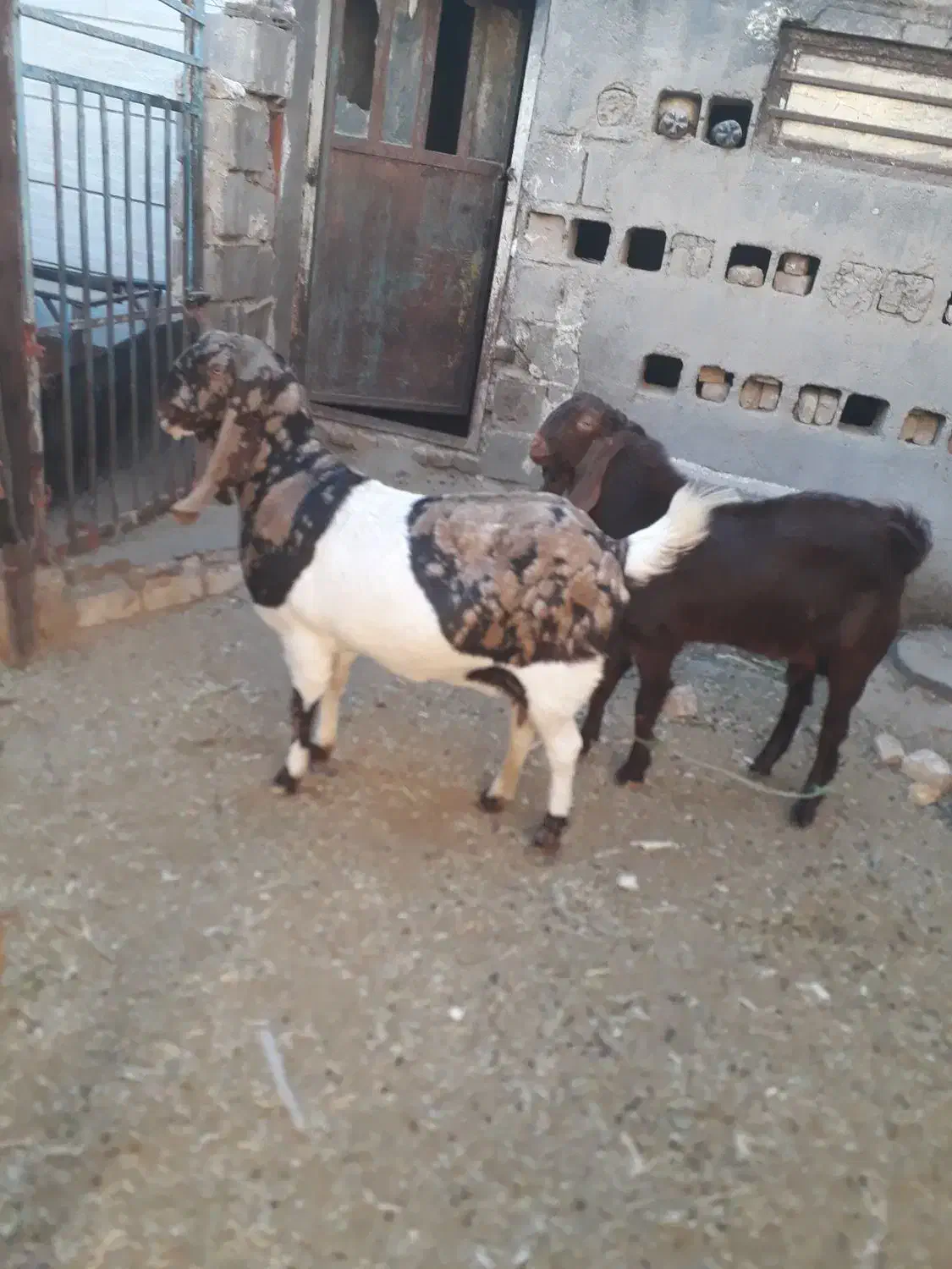 یک بزآمریکایی اصلی ویک بزغاله نر|حیوانات مزرعه|تایباد, |دیوار