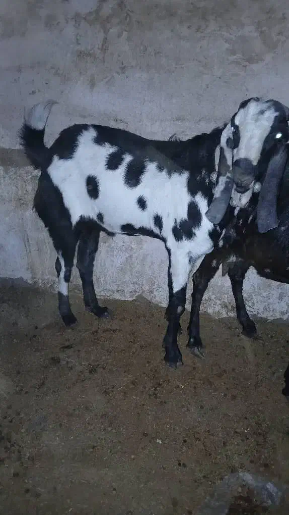 نربزپنجاب|حیوانات مزرعه|سیمکان, |دیوار