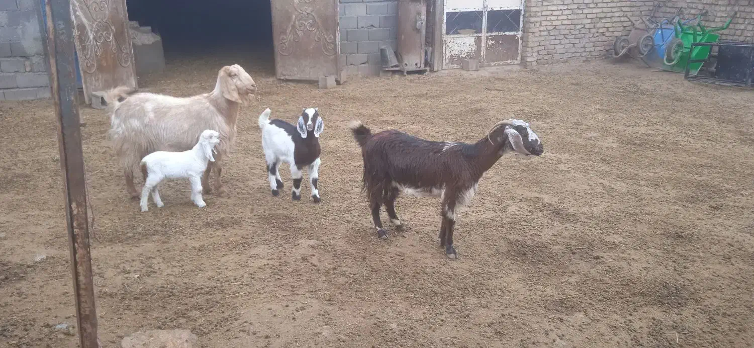 دو رس بز زایده|حیوانات مزرعه|مشهد, شهرک شهید باهنر|دیوار