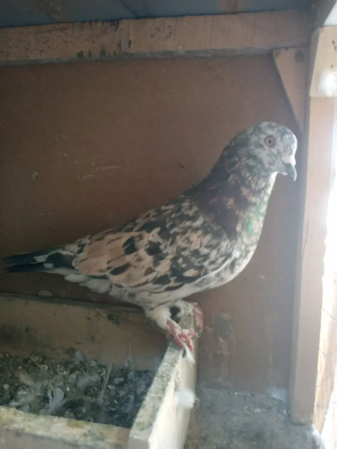 کفتر هفت رنگ|پرنده|صباشهر, |دیوار