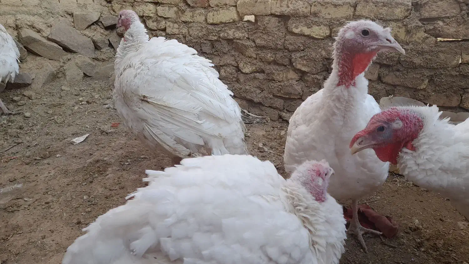 بوقلمون|حیوانات مزرعه|خنجین, |دیوار