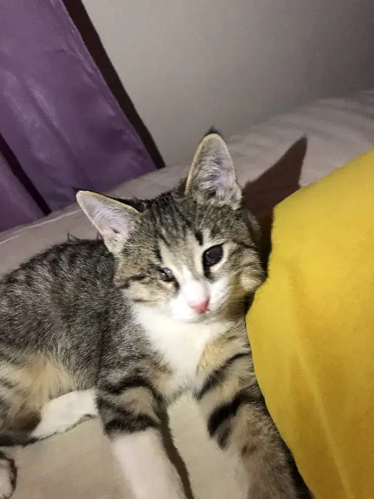 گربه|گربه|کرج, کرج نو|دیوار